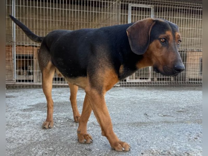 Levi ❤️ Bracke-Mix, verspielt+ aufgeschlossen
