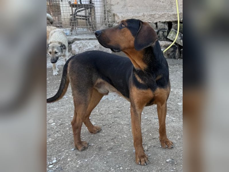 Levi ❤️ Bracke-Mix, verspielt+ aufgeschlossen
