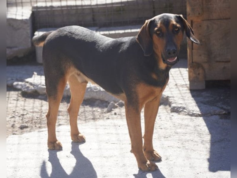 Levi ❤️ Bracke-Mix, verspielt+ aufgeschlossen