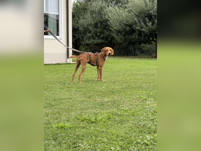 lieber Bracke Mischling Josh sucht ein Zuhause, Jagdhund, Posavski Gonic