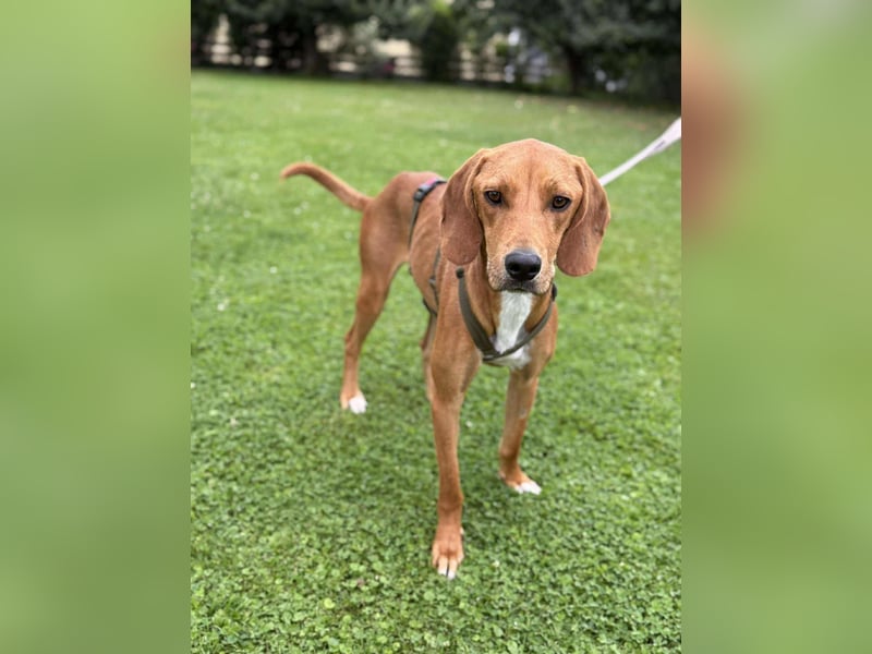 lieber Bracke Mischling Josh sucht ein Zuhause, Jagdhund, Posavski Gonic
