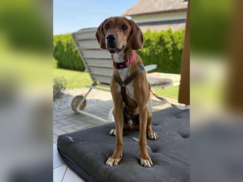 lieber Bracke Mischling Josh sucht ein Zuhause, Jagdhund, Posavski Gonic
