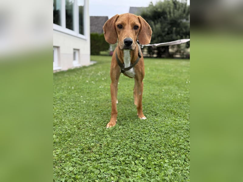 lieber Bracke Mischling Josh sucht ein Zuhause, Jagdhund, Posavski Gonic