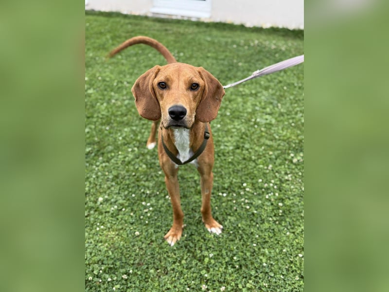 lieber Bracke Mischling Josh sucht ein Zuhause, Jagdhund, Posavski Gonic