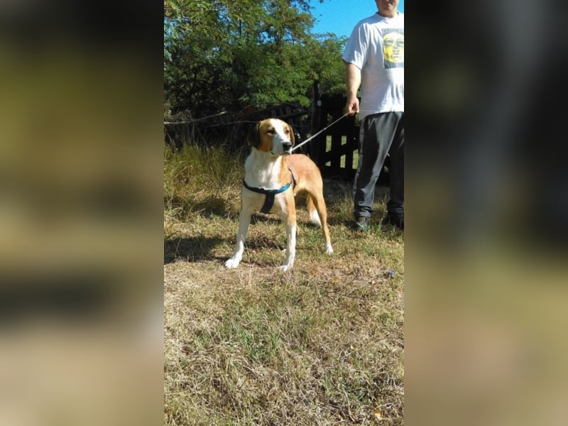 Leo - verspielt und lieb