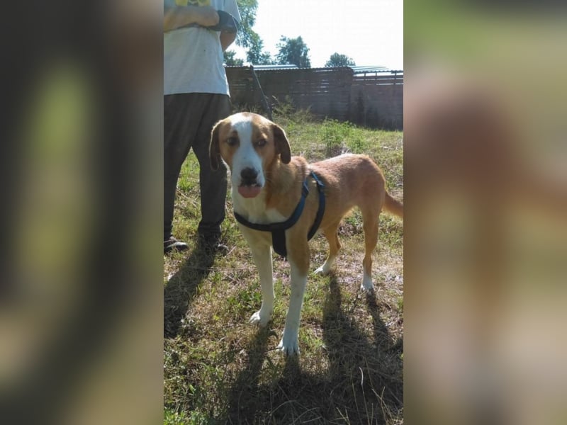 Leo - verspielt und lieb