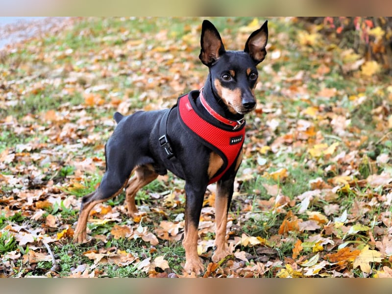 Klausi - kluges, verschmustes Kerlchen - Tierhilfe Franken e.V.