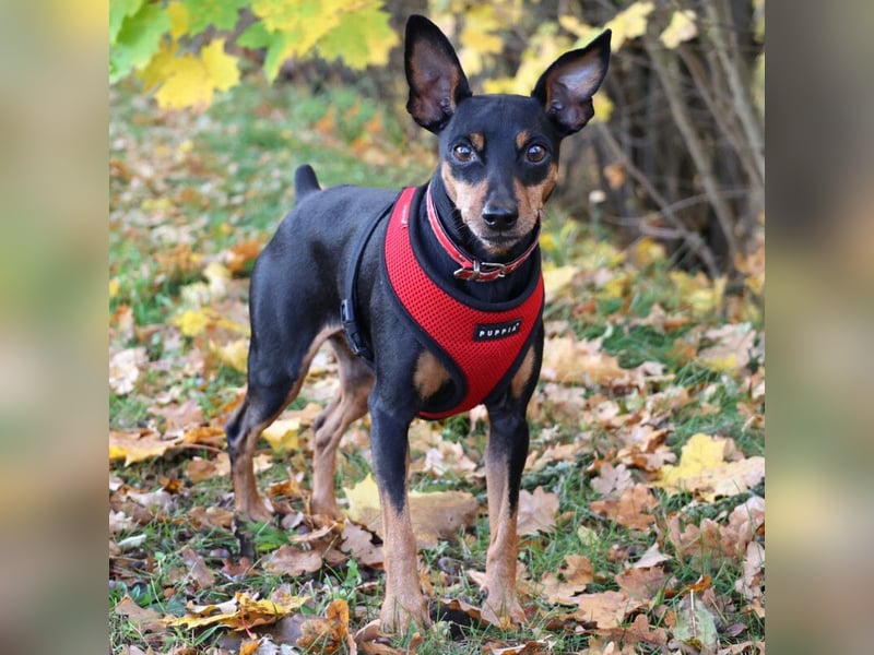 Klausi - kluges, verschmustes Kerlchen - Tierhilfe Franken e.V.