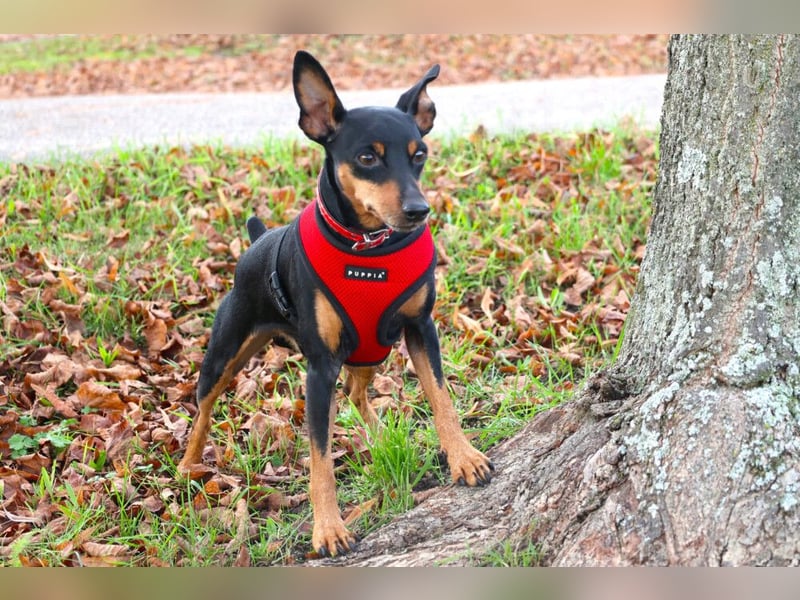Klausi - kluges, verschmustes Kerlchen - Tierhilfe Franken e.V.