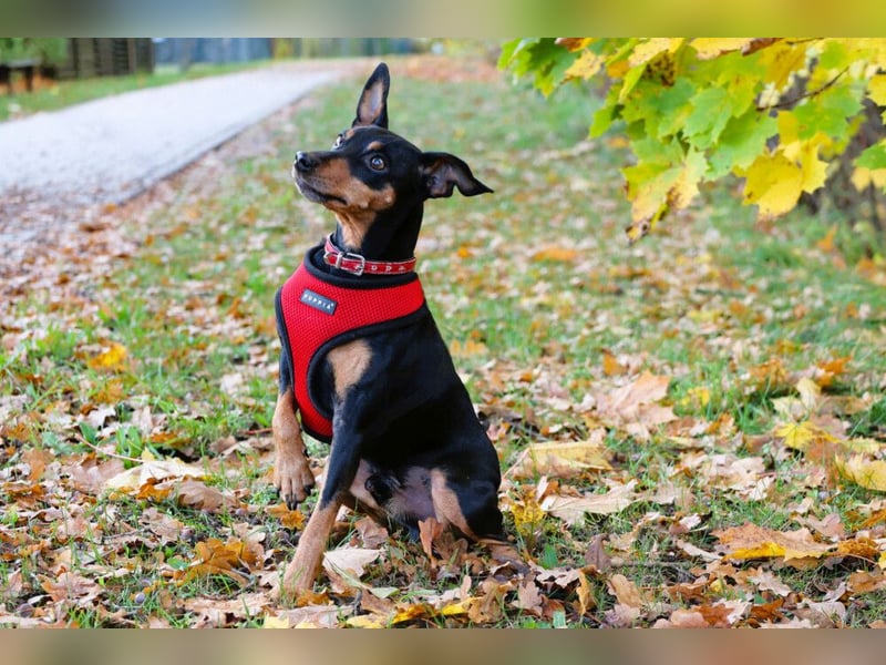 Klausi - kluges, verschmustes Kerlchen - Tierhilfe Franken e.V.