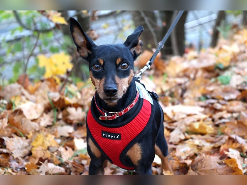 Klausi - kluges, verschmustes Kerlchen - Tierhilfe Franken e.V.