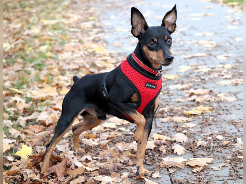 Klausi - kluges, verschmustes Kerlchen - Tierhilfe Franken e.V.