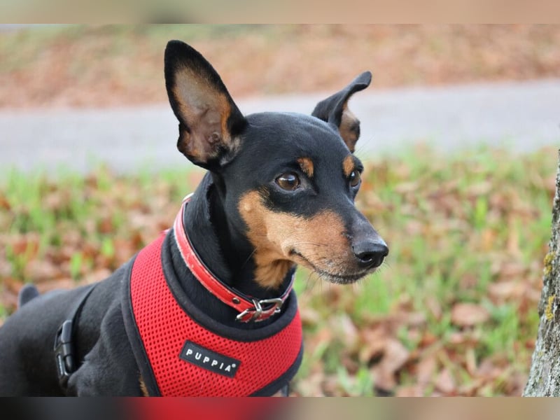 Klausi - kluges, verschmustes Kerlchen - Tierhilfe Franken e.V.