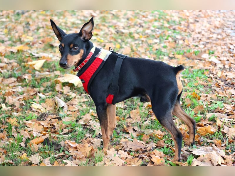 Klausi - kluges, verschmustes Kerlchen - Tierhilfe Franken e.V.