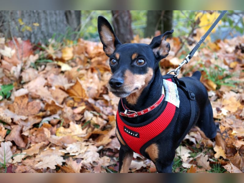 Klausi - kluges, verschmustes Kerlchen - Tierhilfe Franken e.V.