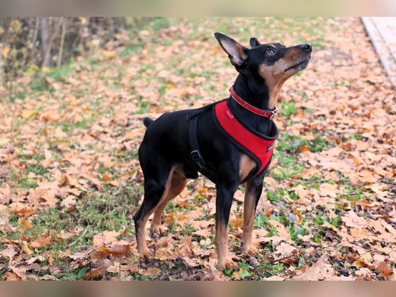 Klausi - kluges, verschmustes Kerlchen - Tierhilfe Franken e.V.
