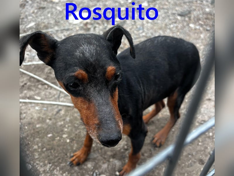 Rosquito geb. 08/2023 (ESP) - lustiger uns lebensfroher, kleiner Prager Rattler!