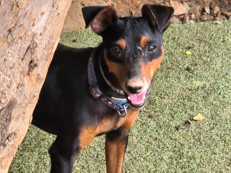 Rosquito geb. 08/2023 (ESP) - lustiger uns lebensfroher, kleiner Prager Rattler!