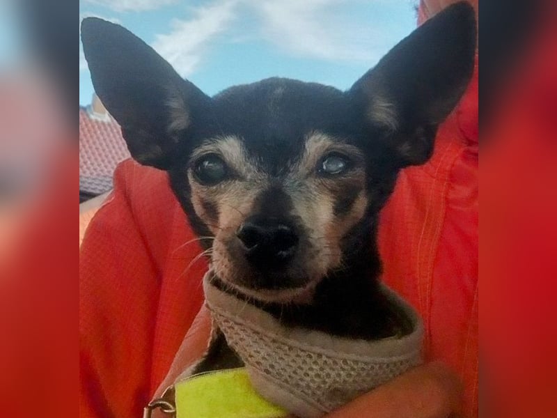 Dringend kleiner Hund für Seniorin gesucht!
