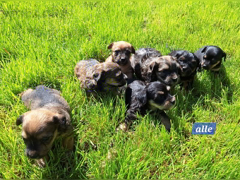 Prager Rattler-Terrier mix Welpen