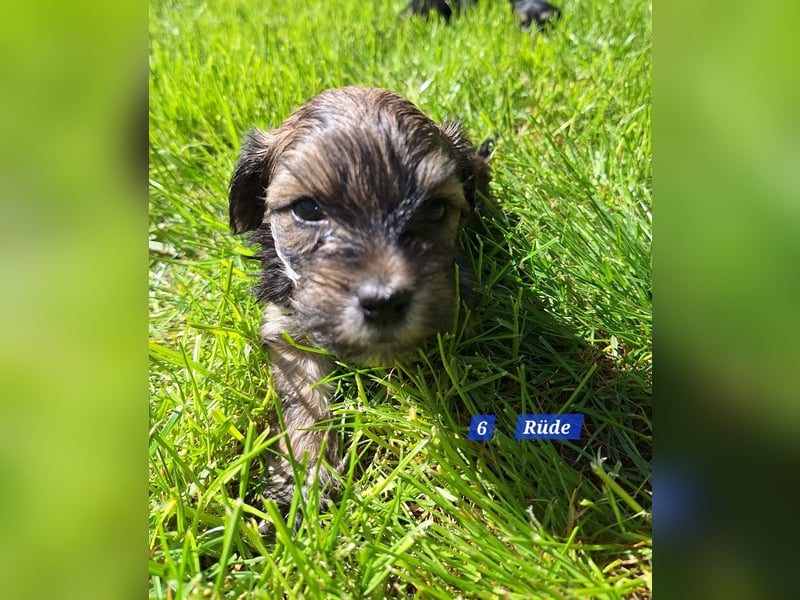 Prager Rattler-Terrier mix Welpen