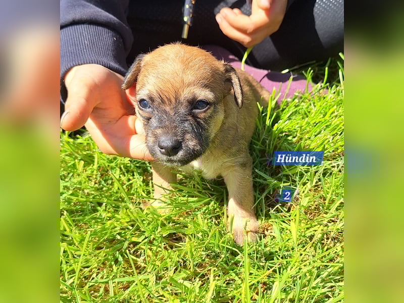 Prager Rattler-Terrier mix Welpen