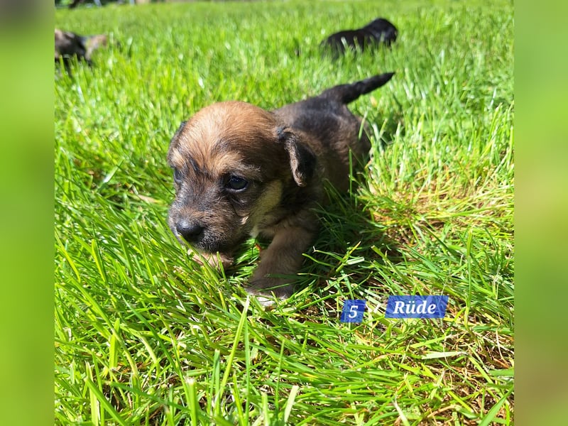 Prager Rattler-Terrier mix Welpen