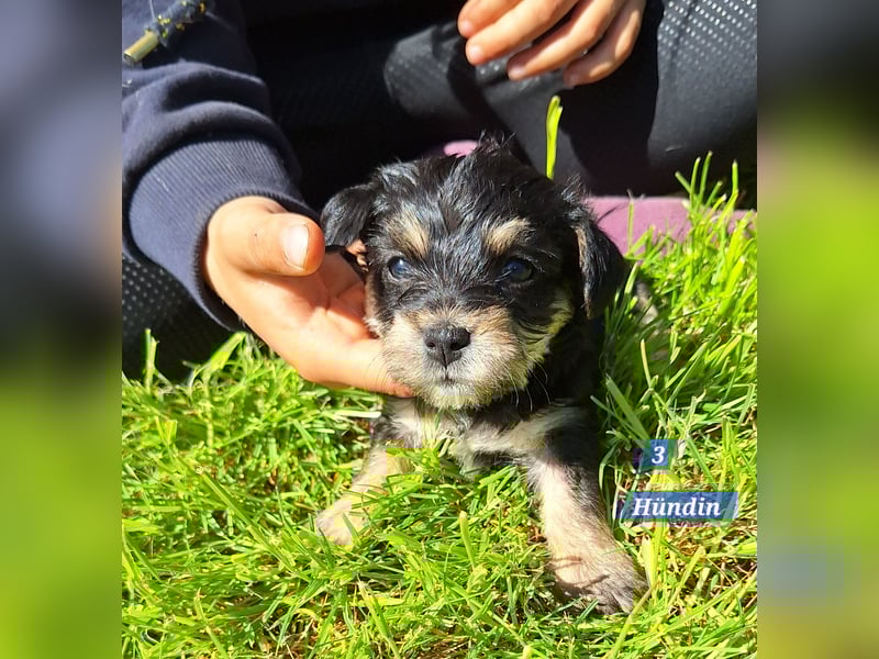 Prager Rattler-Terrier mix Welpen