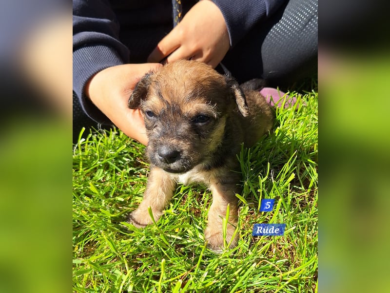Prager Rattler-Terrier mix Welpen
