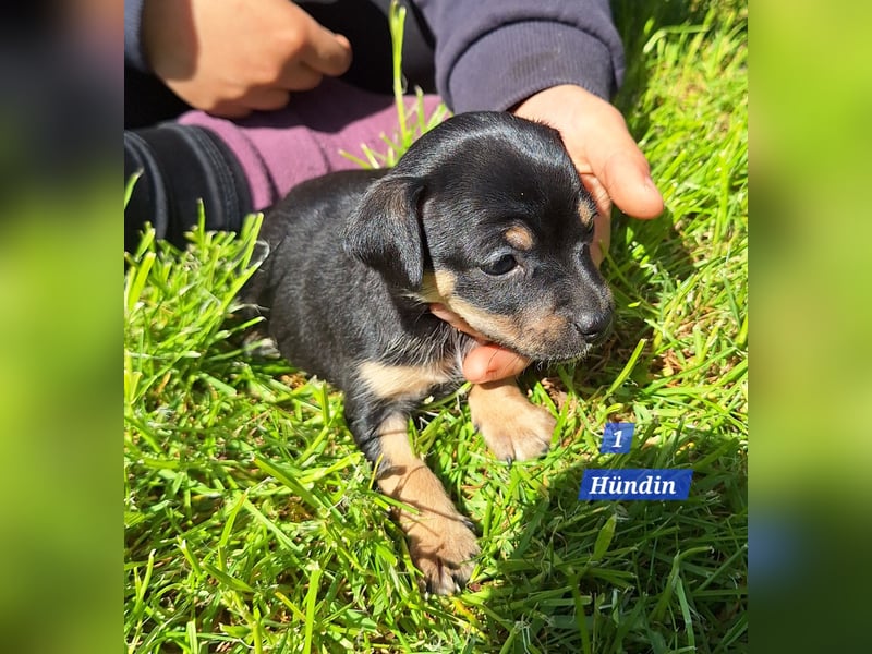 Prager Rattler-Terrier mix Welpen
