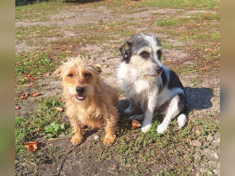 Prager Rattler-Terrier mix Welpen