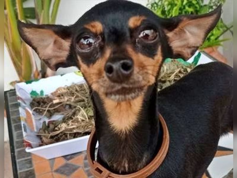 TANA-Minimaus sucht Zuhause!