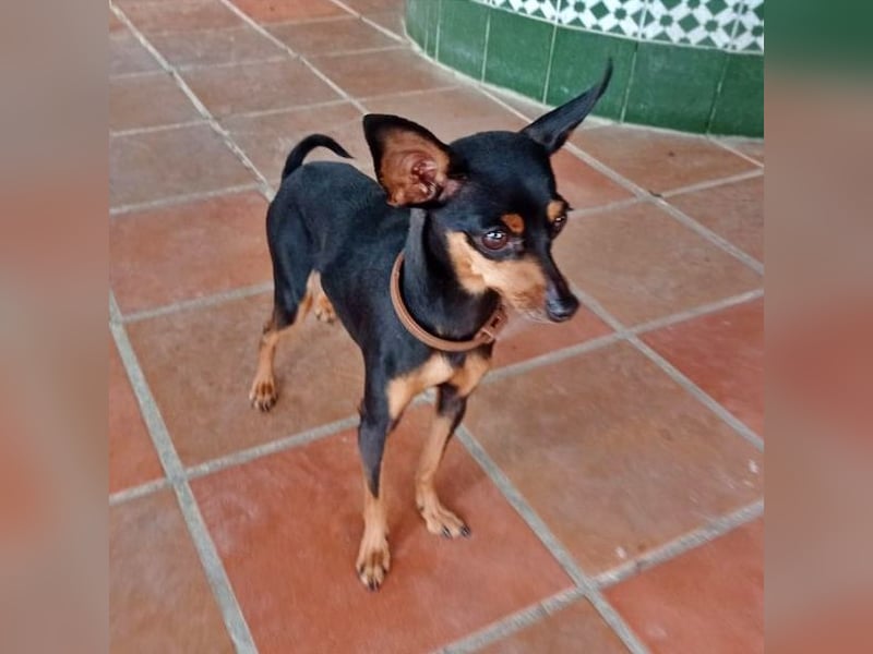 TANA-Minimaus sucht Zuhause!