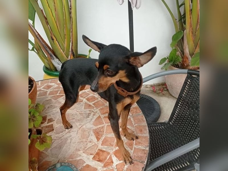 TANA-Minimaus sucht Zuhause!