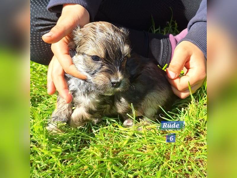 Prager Rattler-Terrier mix Welpen