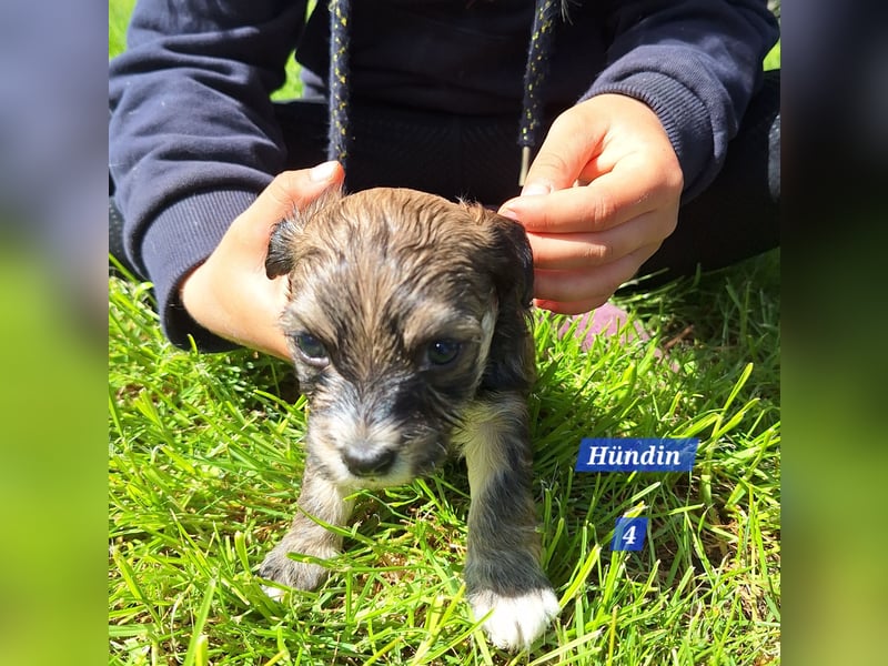 Prager Rattler-Terrier mix Welpen