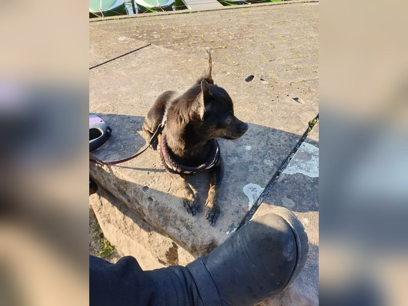 Unser kleine Mala sucht ein neues Zuhause