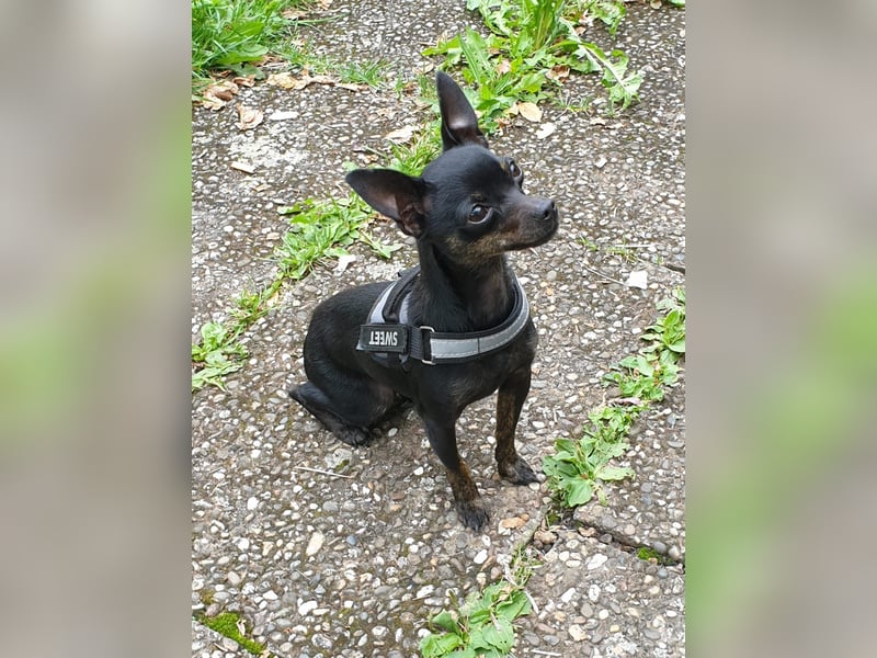 Unser kleine Mala sucht ein neues Zuhause