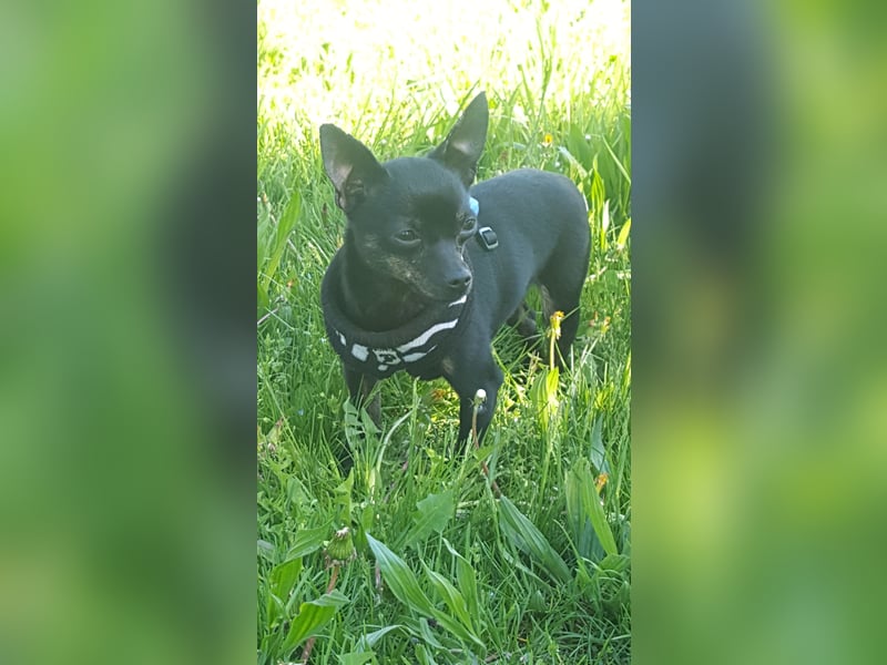 Unser kleine Mala sucht ein neues Zuhause