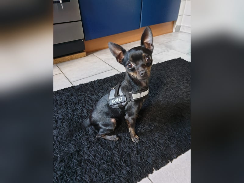 Unser kleine Mala sucht ein neues Zuhause