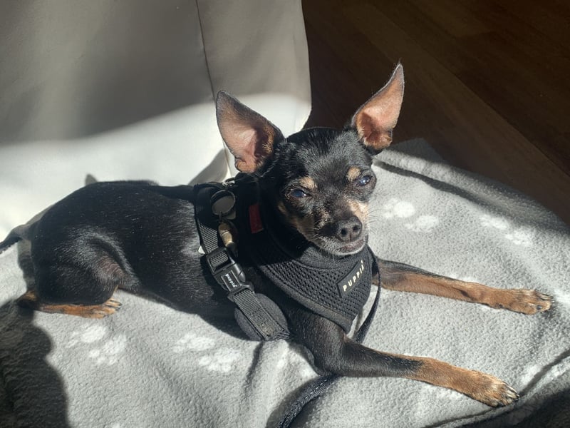 Max, Prager Rattler Deckrüde