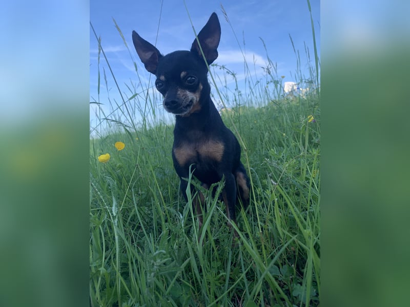 Max, Prager Rattler Deckrüde