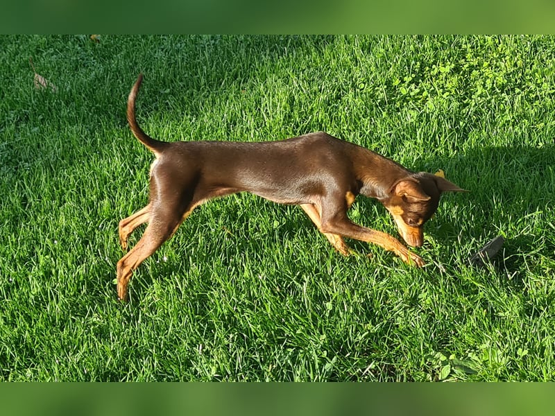 Prager Rattler/Russischer Toy Deckrüde