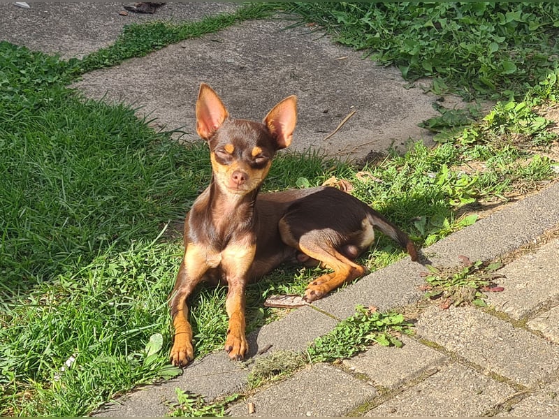 Prager Rattler/Russischer Toy Deckrüde