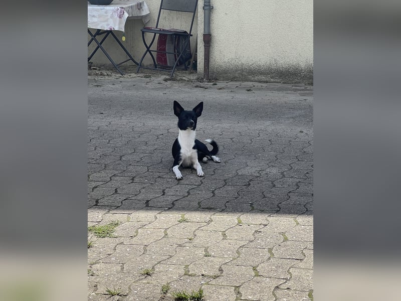 Deckrüde 1 Jahre alt