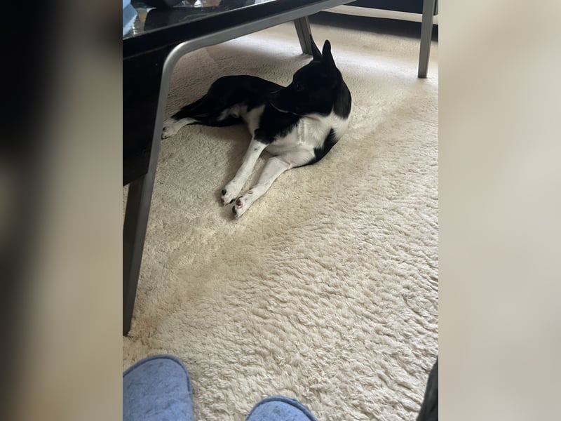 Deckrüde 1 Jahre alt