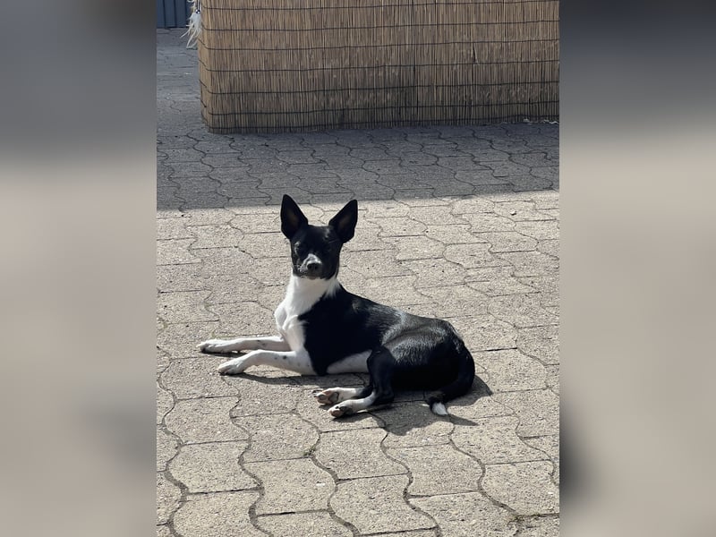 Deckrüde 1 Jahre alt