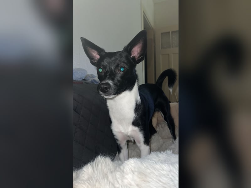 Deckrüde 1 Jahre alt