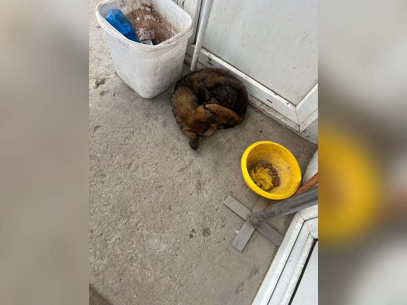 Mia - zum Sterben ausgesetzt