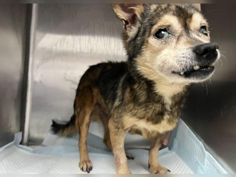 Mia - zum Sterben ausgesetzt